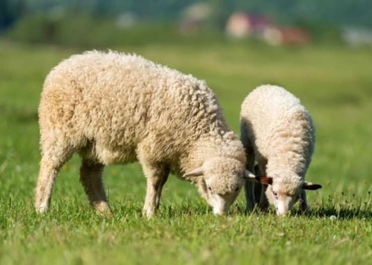 24 Karahui Road (Lot 117 Clevedon Meadows) Clevedon_10