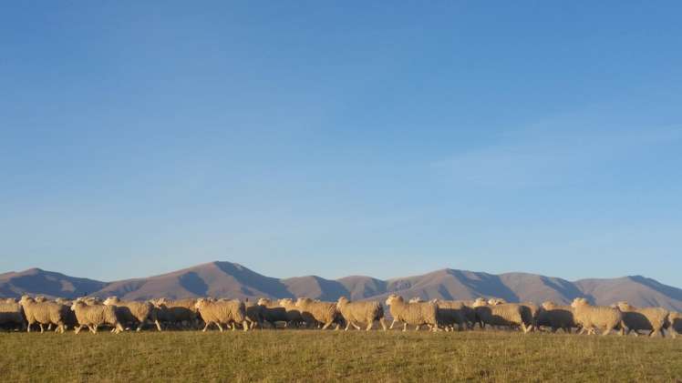 305 Bypass Road Ranfurly_31