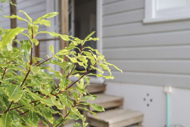 11a Keepa Street Levin_2