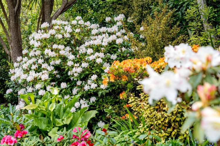 249 Taieri Road Wakari_34