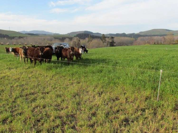 825 Opihi Road Pleasant Point_5