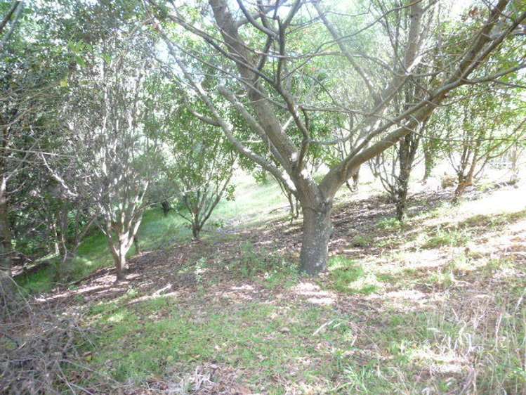 46a Peka Peka Road Peka Peka_19