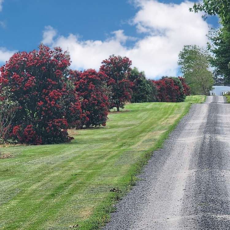 455 West Coast Road Te Kopuru_17