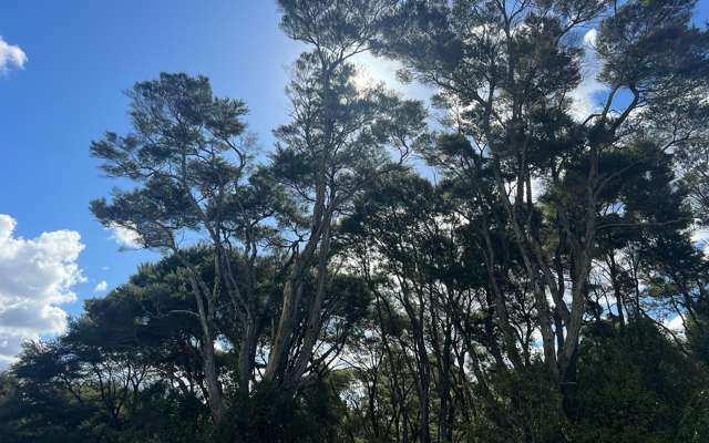 11 Ti Tree Lane Stanmore Bay_1