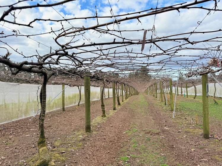 881B Te Matai Road Te Puke_15