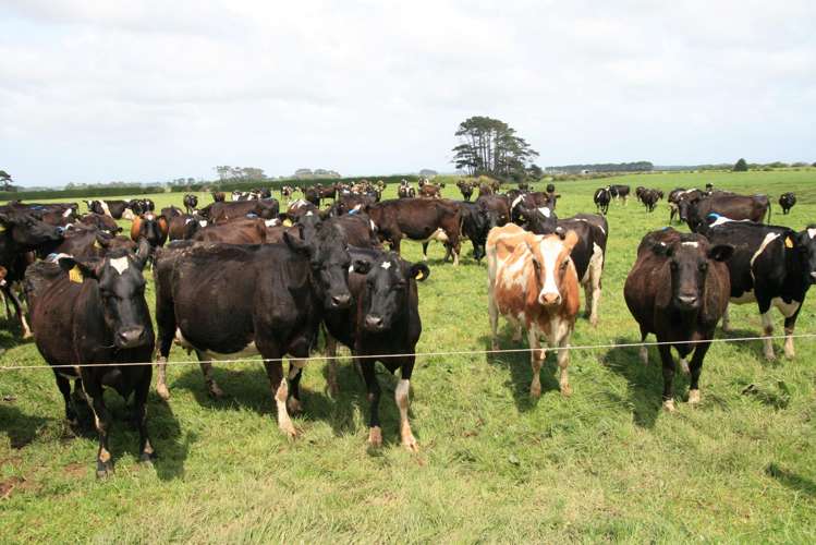 939 Auroa Road Auroa_12