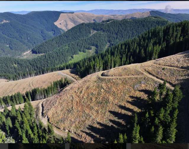 Untouched Natural Wealth - Forestry Gold