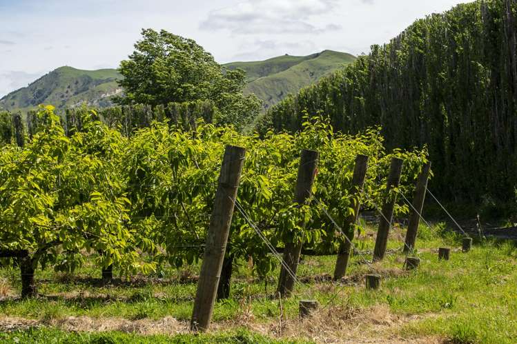 Whakatere Road Manutuke_2