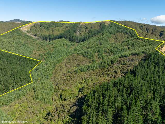 Forestry & Carbon Options from $300,000+GST