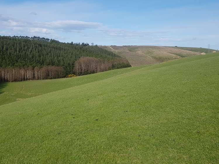 Hillend Road Balclutha_3