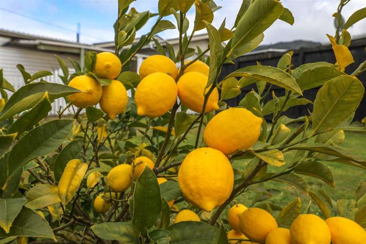 34 Princess Street Ngaruawahia_20