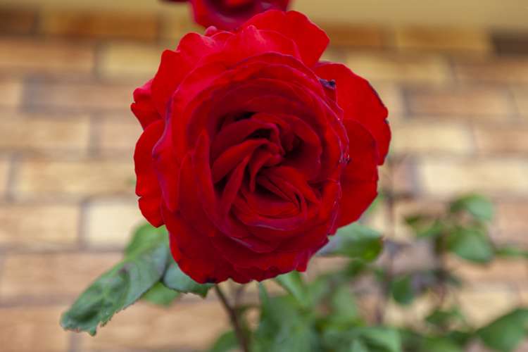 113 Hillcrest Road Raumati Beach_24