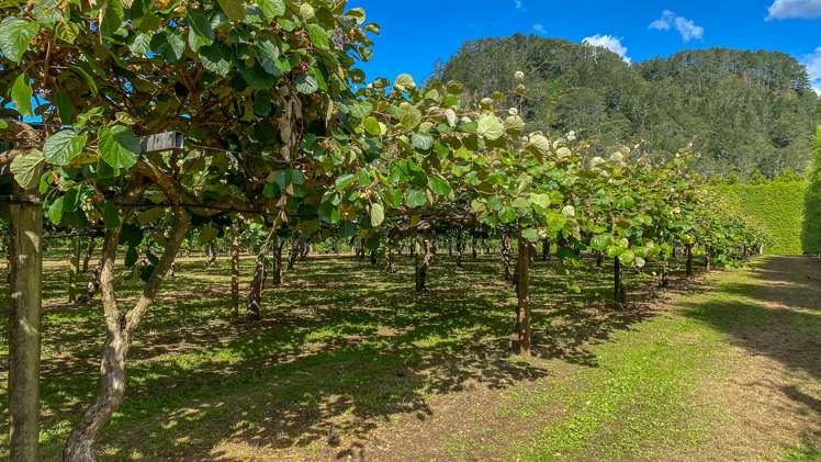 15 Tangiteroria Lane Pauanui_8