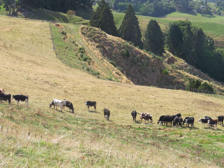 471 Sainsbury Road Pirongia_21