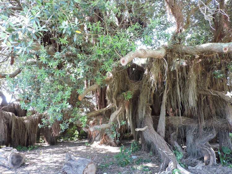 T19/473 Thames Coast Road, Te Puru Holiday Park Te Puru_13