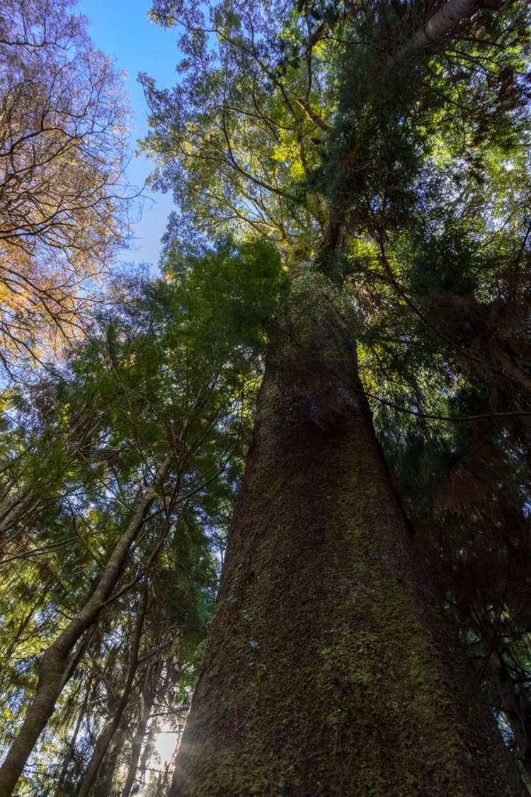 419b Katherine Mansfield Drive Blue Mountains_8