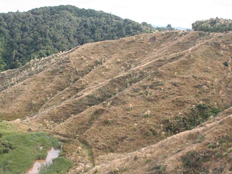 1231 Okahutiria Road Waverley_8