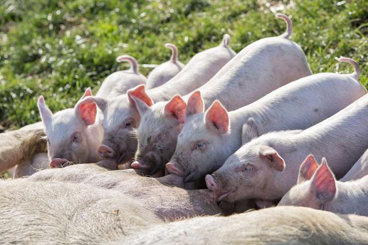 724 Medbury Road Hawarden_9