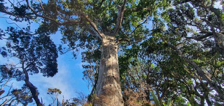Lot 135/DP4961 North Cove Kawau Island_19