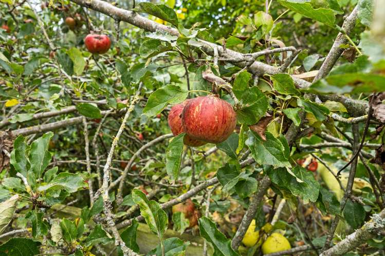 178 Geraldine - Arundel Road Rangitata_21