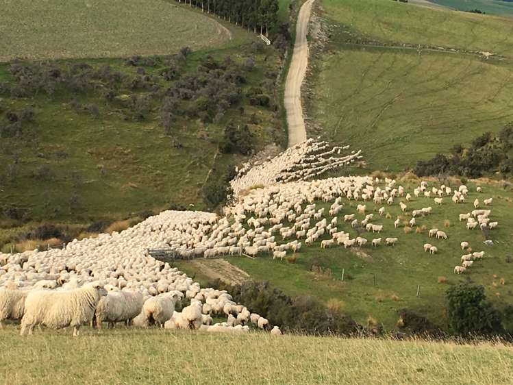 901 Wilden Runs Road West Otago Surrounds_11