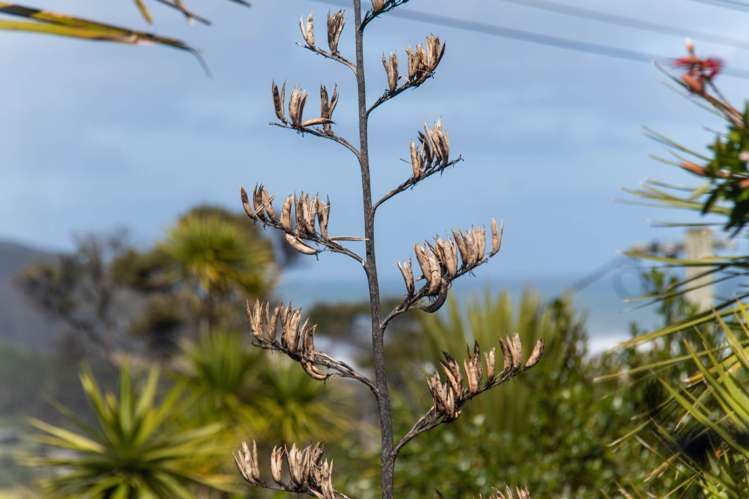 28 Tasman View Road Bethells Beach_12