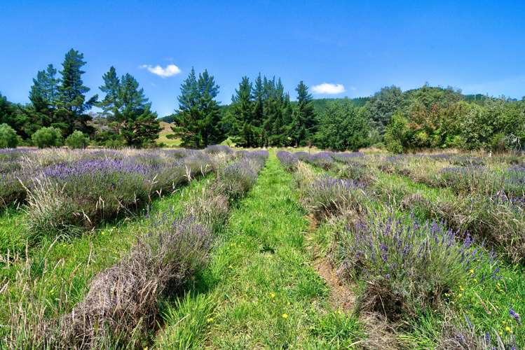 1453 Masterton Castlepoint Road Masterton_16