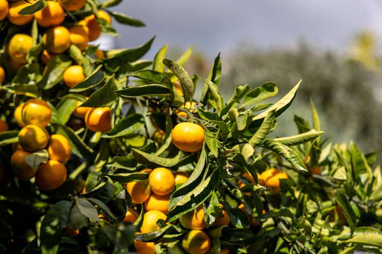 11 Highlander Place Welcome Bay_49