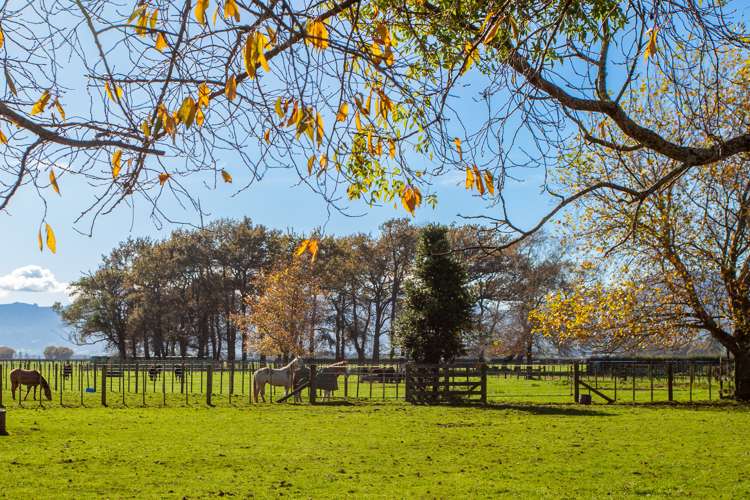 1463 Alexandra Road Waharoa_12