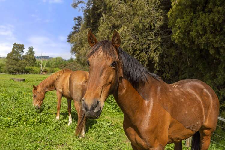 11 Mangakino Road Raglan_27