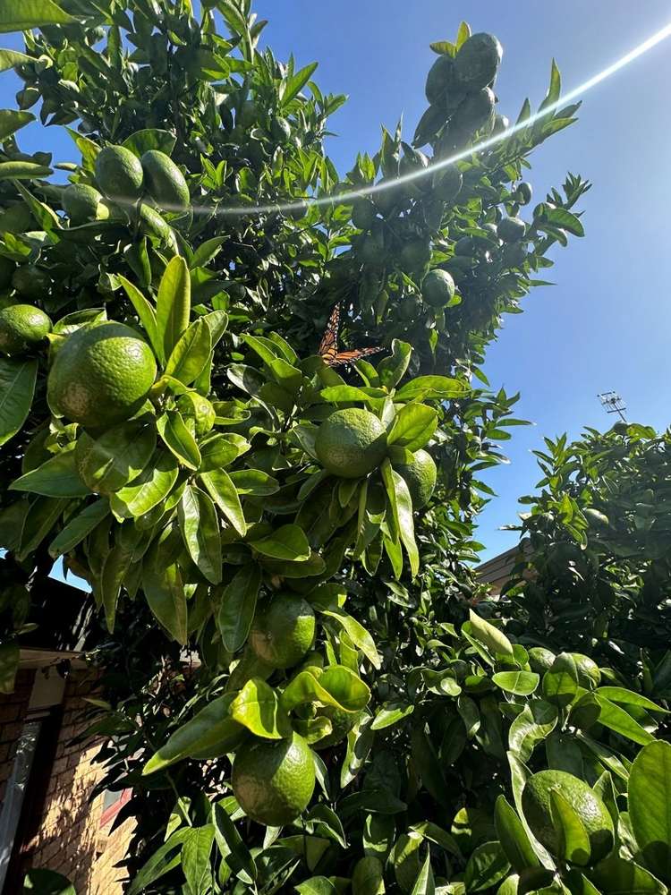 2 Second Avenue Dargaville_7