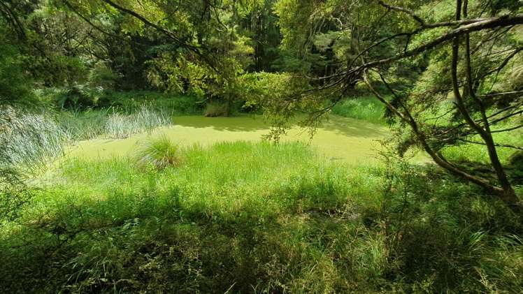 1241 Ararua Road Ararua_26