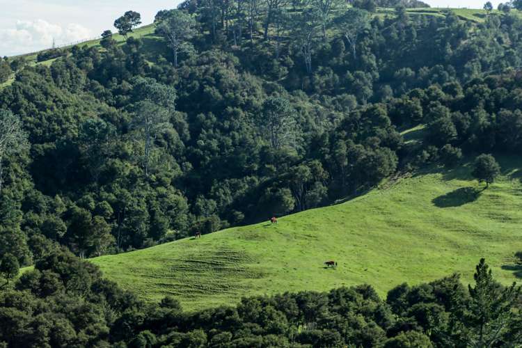 59 Block Road Hikutaia_15