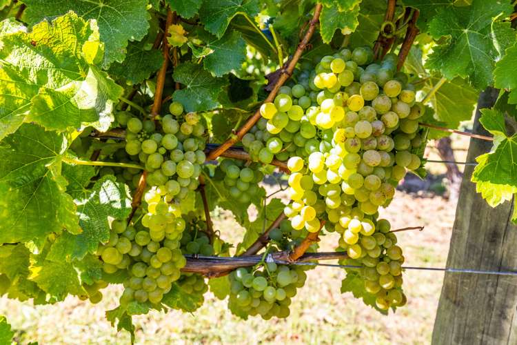 83 Hawkesbury Road Hawkesbury_44