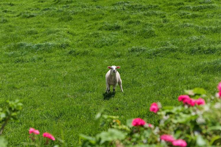 293 Ostrich Road Patumahoe_32