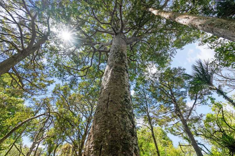 395 Tangihua Road Maungakaramea_10