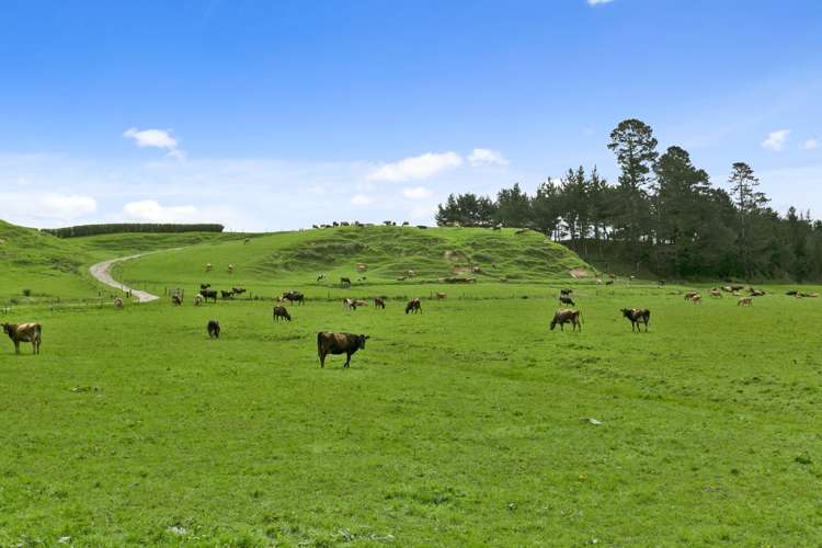 1084 Tower Road Turangaomoana_12