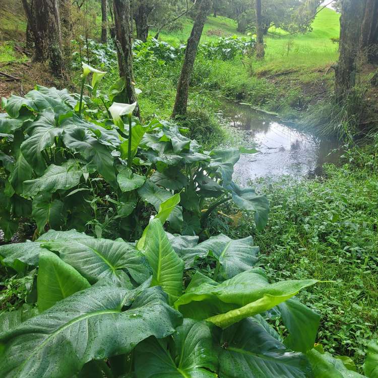 Ounuwhao Road Dargaville Surrounds_2