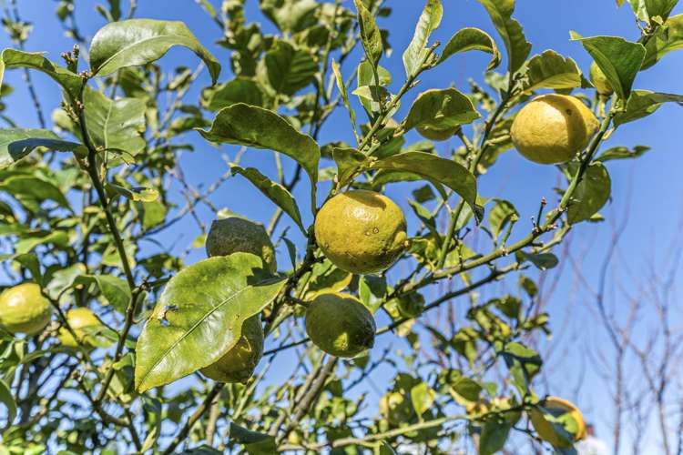 6 Buckland Place Spotswood_24