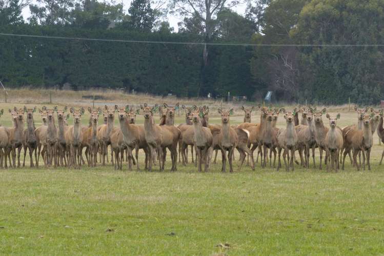 199 Mossburn Five Rivers Road Te Anau Surrounds_7