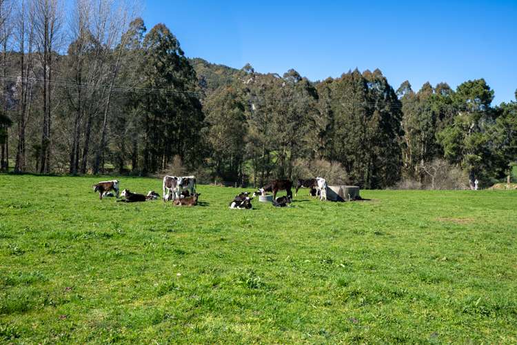 1038 Te Kopia Road Waikite Valley_25