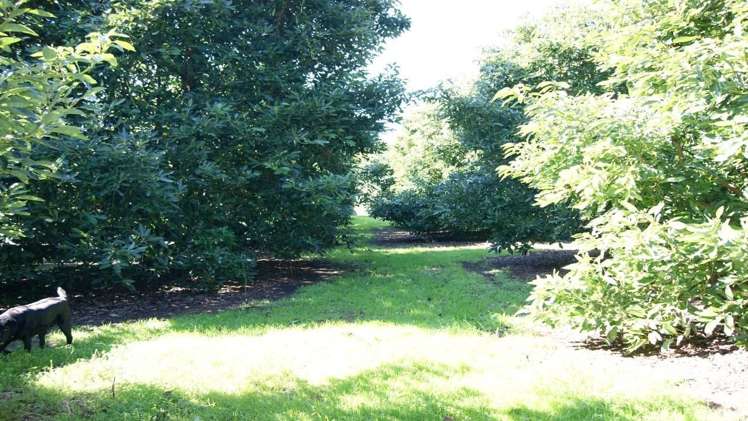 185 Otamarakau Valley Road Pukehina_7