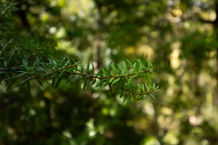 101 Gowan Valley Road Gowanbridge_19