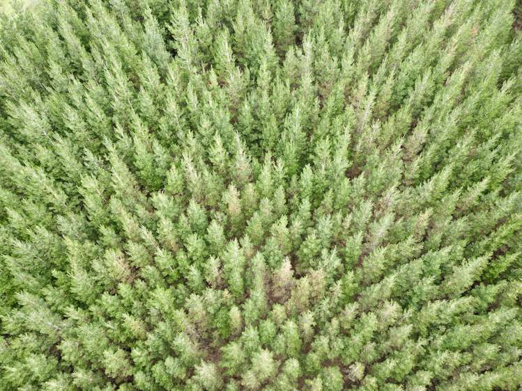 1921 Weber Road Dannevirke_20