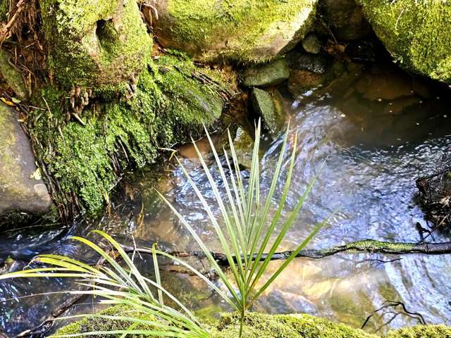 Wekaweka Road Waimamaku_1