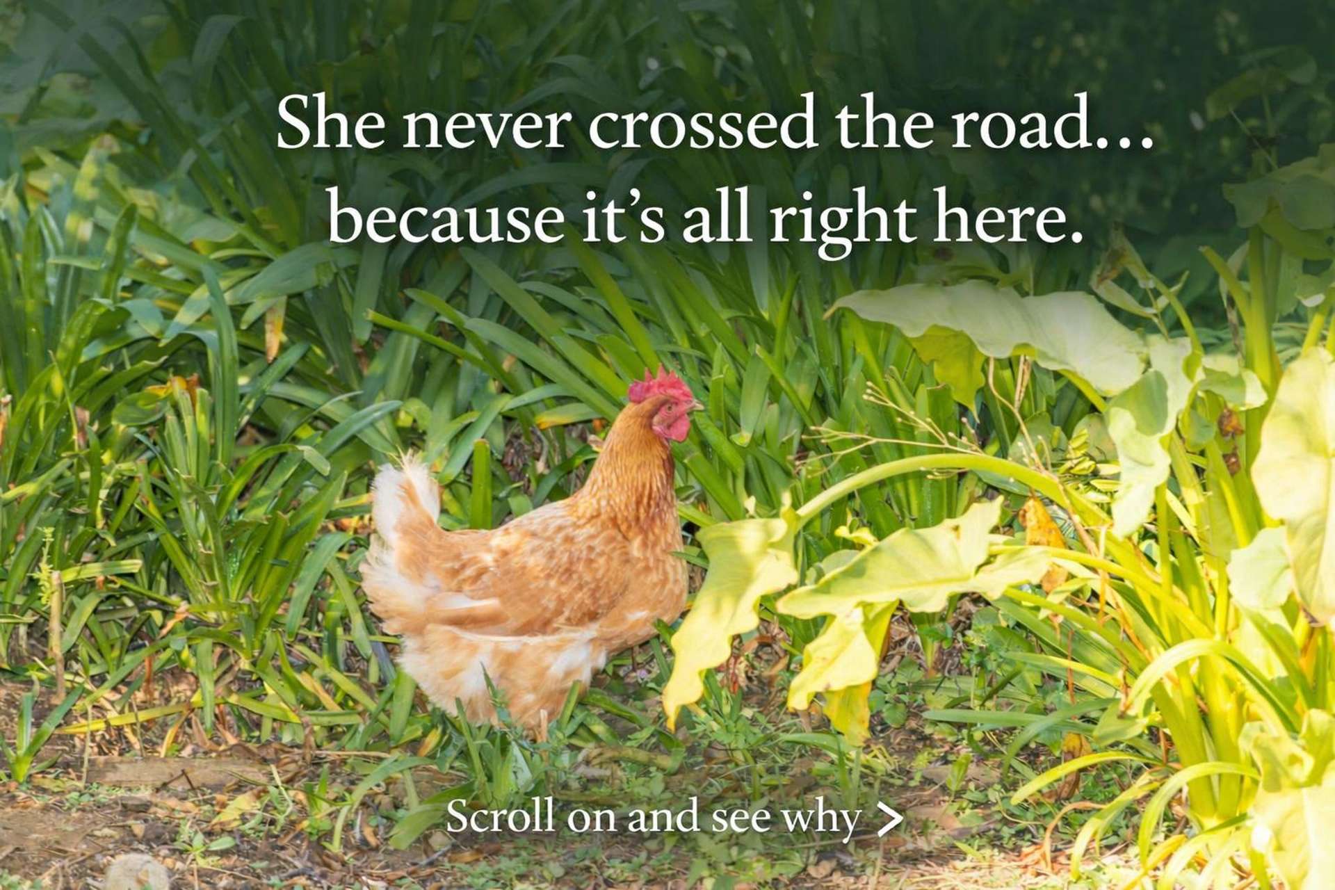 1574 Cambridge Road Te Awamutu_0