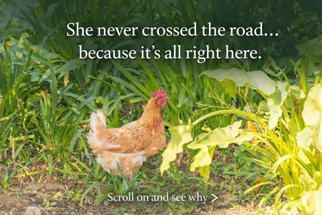 Is This Your Golden Egg?