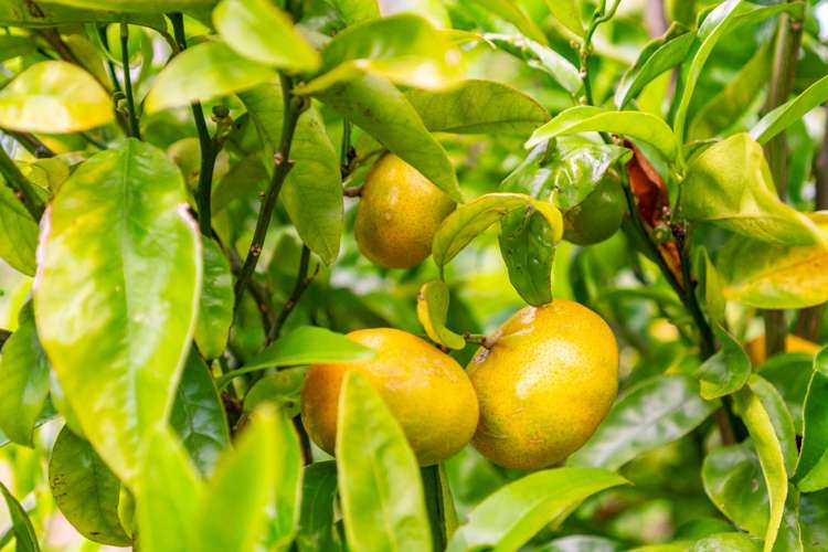 8B Norfolk Drive Mangawhai Heads_22