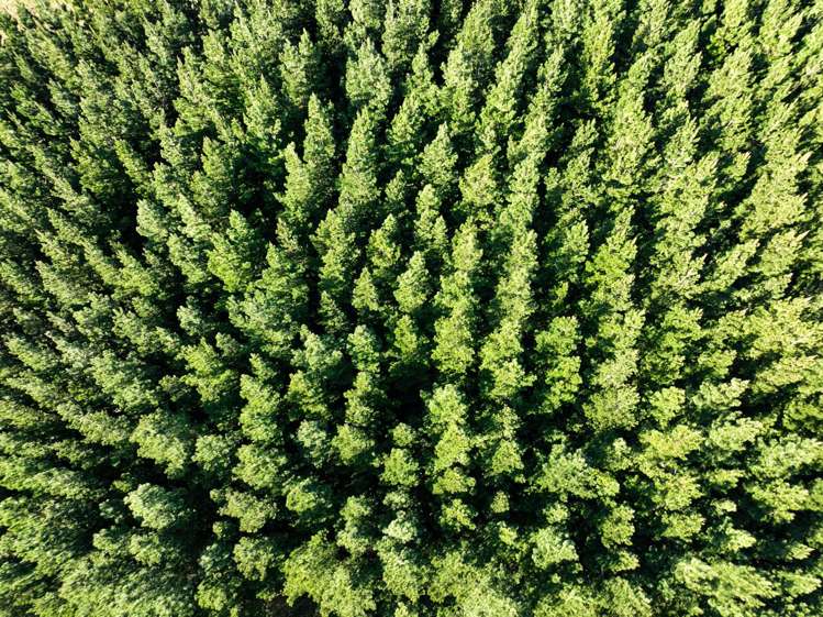 Hole and Corner Road Ferndale_14