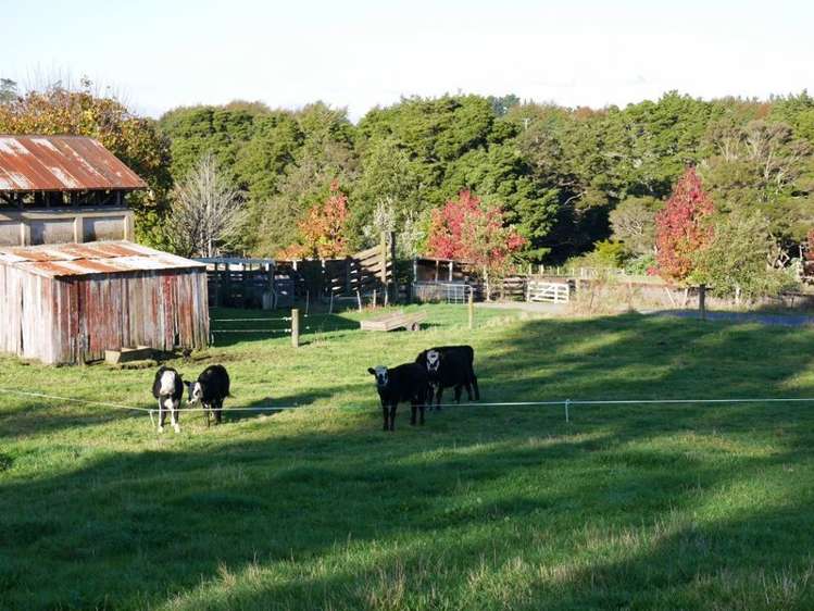 102 Allen Street Morrinsville_2